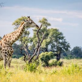 Botswana