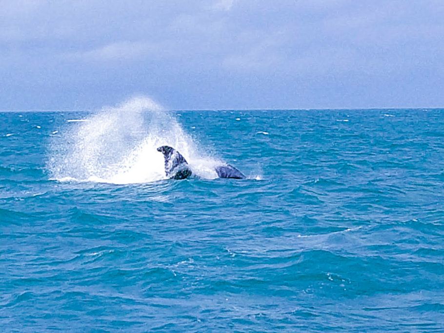 Baleias Jubarte atraem turistas até Prado, na Bahia
